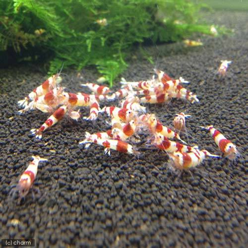 エビの抱卵を知って、稚エビを育てよう！ | AQUALASSIC