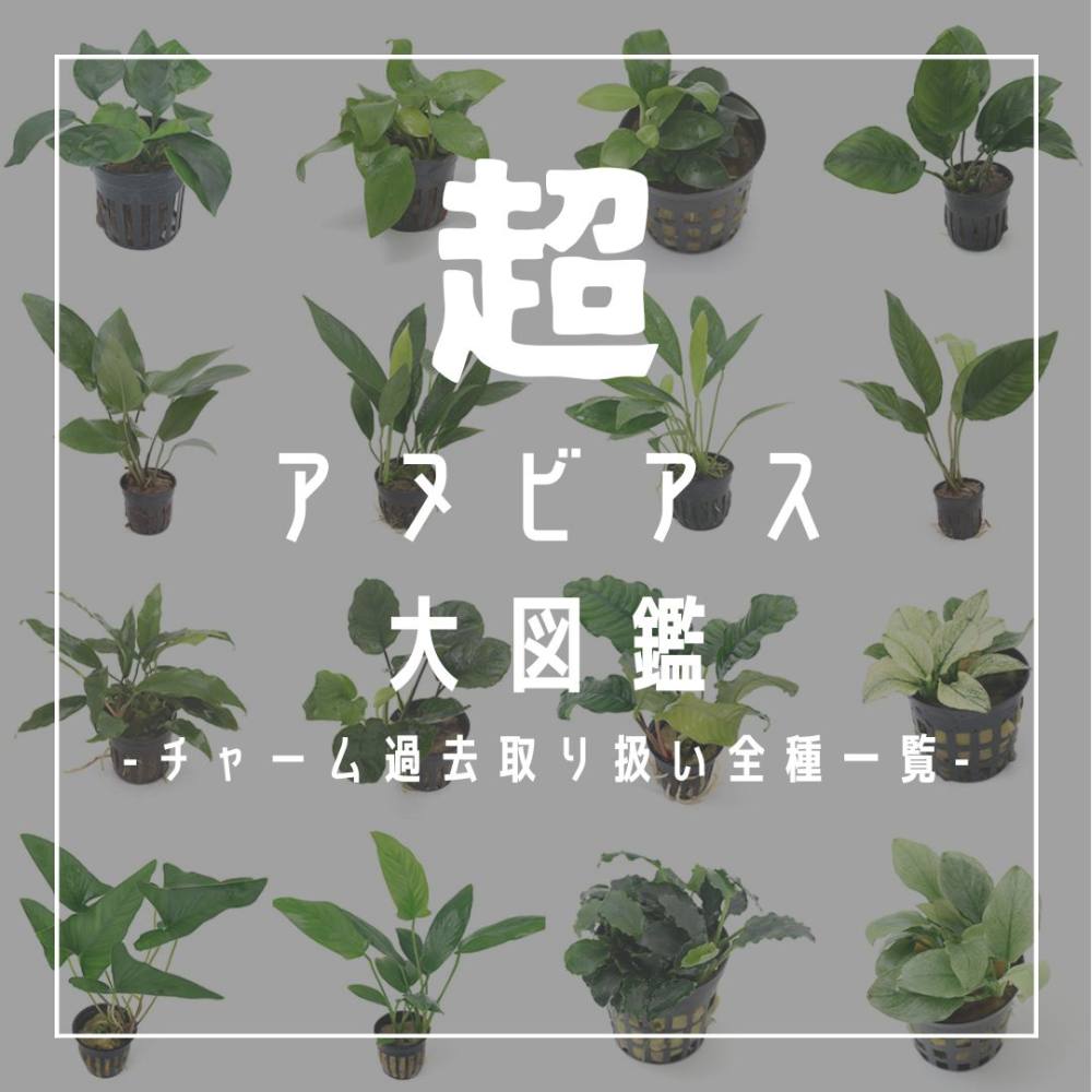 menehunecyan　※プロフ必読！ページ　アヌビアス　斑入りキング Hardy! Beautiful! Extremely rare! Anubias that tickles the man's