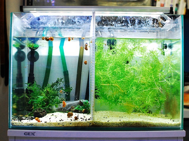 定番ライト！GEX「クリアLEDパワーⅢ」レビュー！見え方や水草育成など