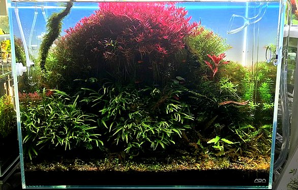 待望の背景LEDスクリーン発売開始 | アクアレビュー｜ADA正規代理店