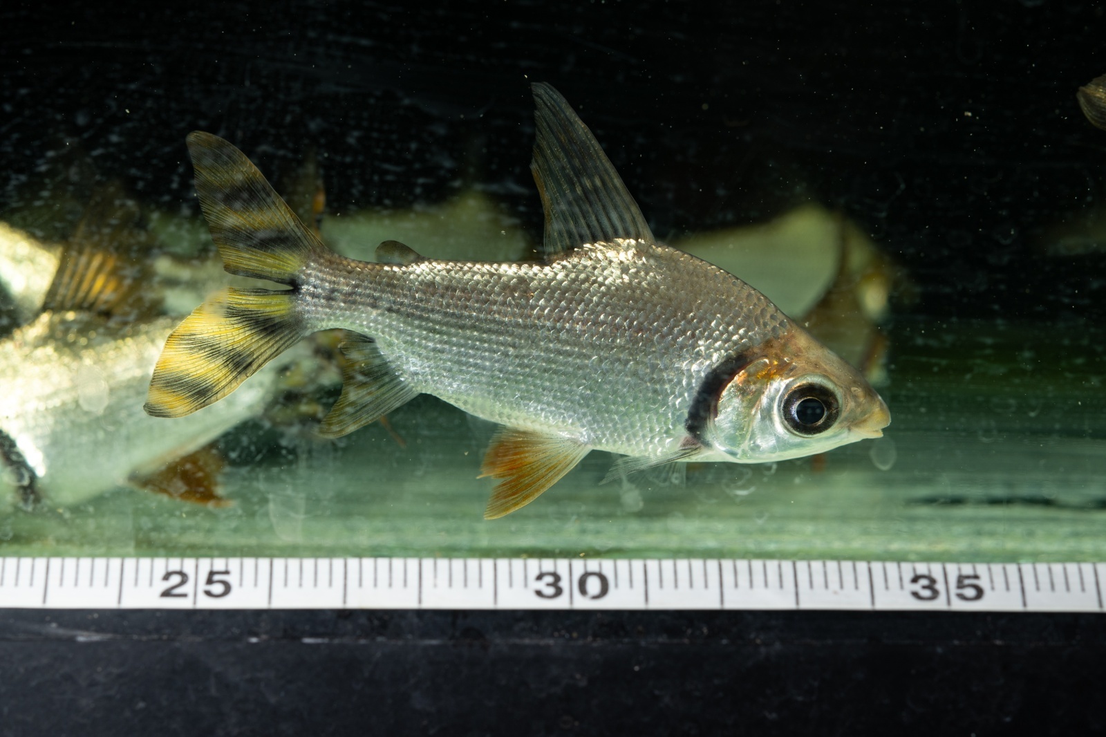 ワイルド カラープロキロダス（コロンビア便） - アジアアロワナ専門店