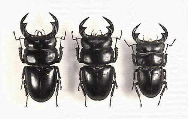 怪説世界のクワガタ 第3回（1）