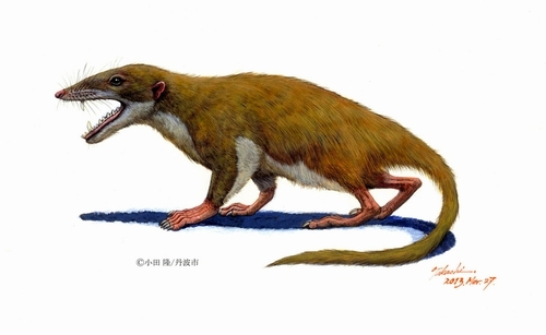 朝日新聞デジタル：日本最古の哺乳類化石、学名は「カワイイ