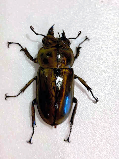 右半身メス、左側オスの両性クワガタ 4万分の1の神秘 [高知県]：朝日新聞