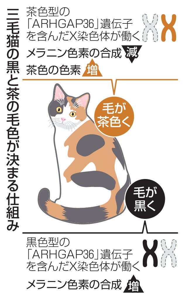 三毛猫120年の謎解明 毛色決定遺伝子を特定 九州大・佐々木特別主幹