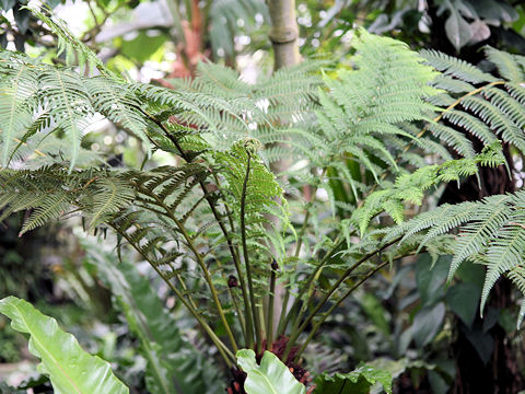 オーストラリアヘゴ (Cyathea australis)