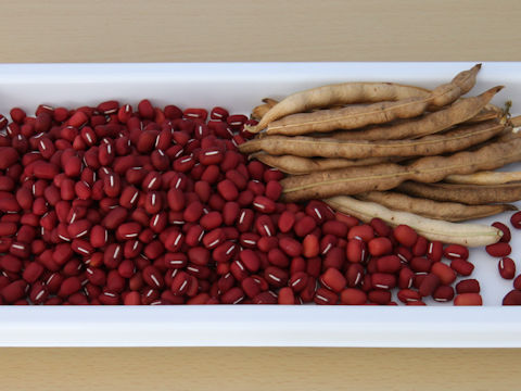 アズキ (Vigna angularis)