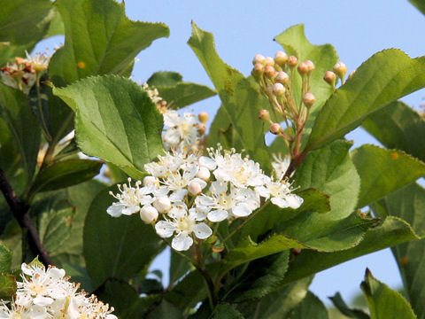 アズキナシ (Sorbus alnifolia)