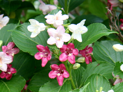ハコネウツギ (Weigela coraeensis)