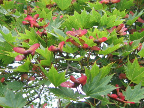 ヒナウチワカエデ (Acer tenuifolium)