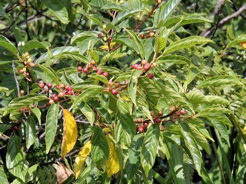 ミヤマウメモドキ (Ilex nipponica)