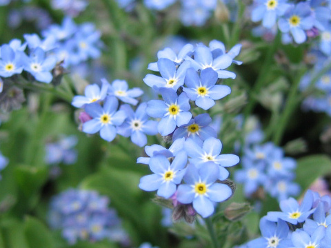 ワスレナグサ (Myosotis scorpioides)