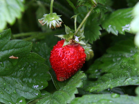 ワイルドストロベリー (Fragaria vesca)