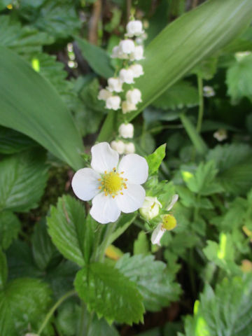 ワイルドストロベリー (Fragaria vesca)