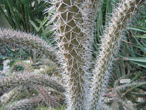 ディディエレア・トローリイ (Didierea trollii)