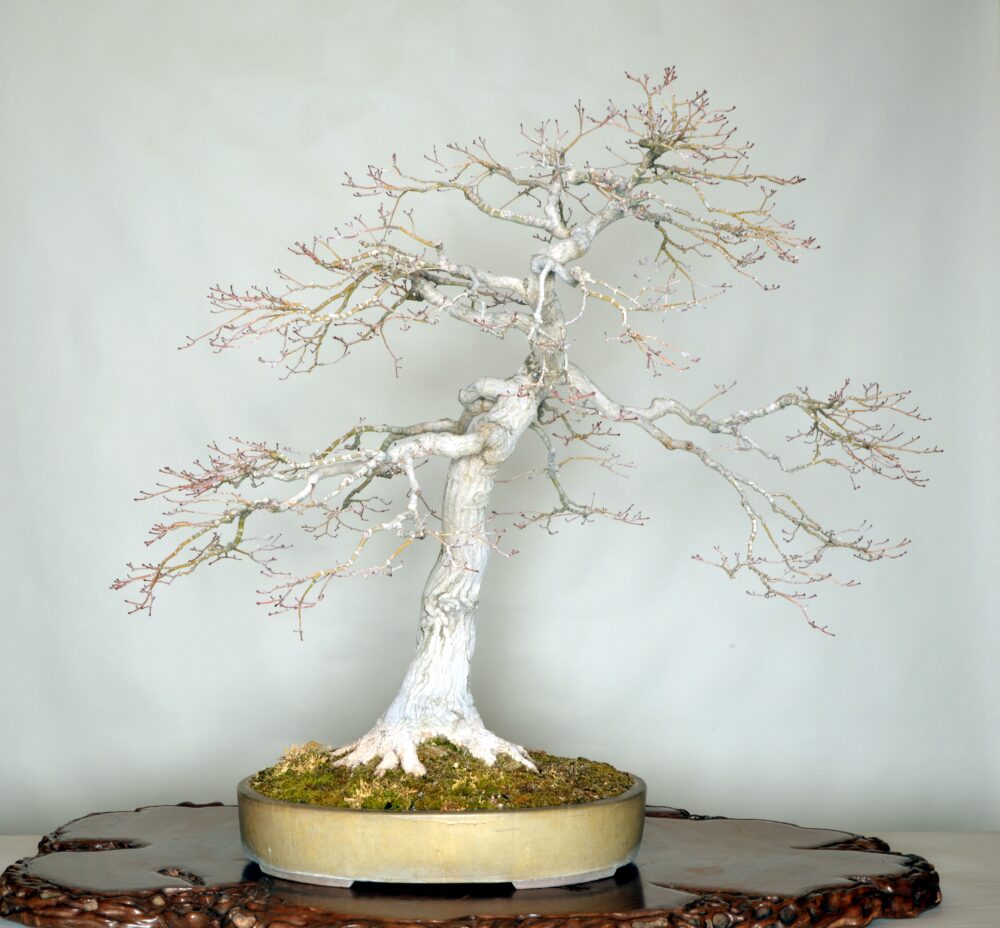 さいたま市大宮盆栽美術館