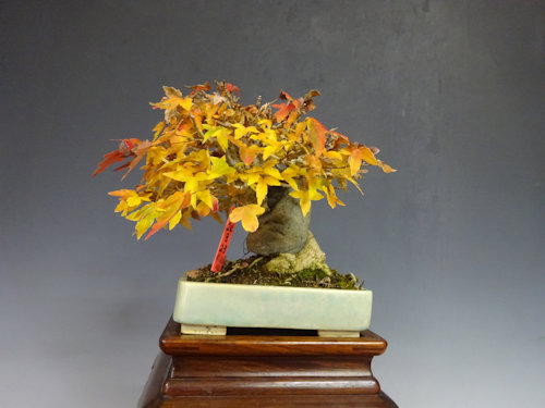 楓 (石付き) 【 24 B ― 23 】 - 小品盆栽専門店 湘風園オンライン