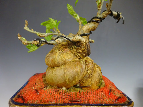 桑 【 25 B ― 06 】 - 小品盆栽専門店 湘風園オンラインショップ