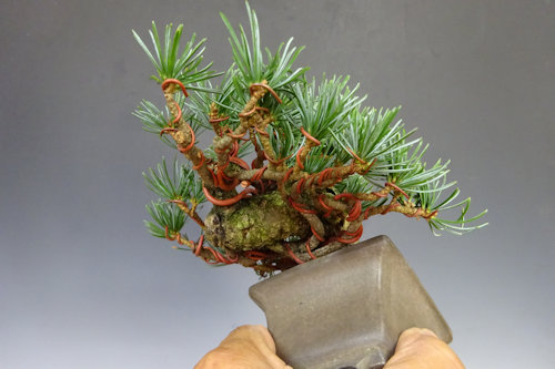 五葉松 (宮島性) 【 22 B ― 61 】 - 小品盆栽専門店 湘風園オンライン