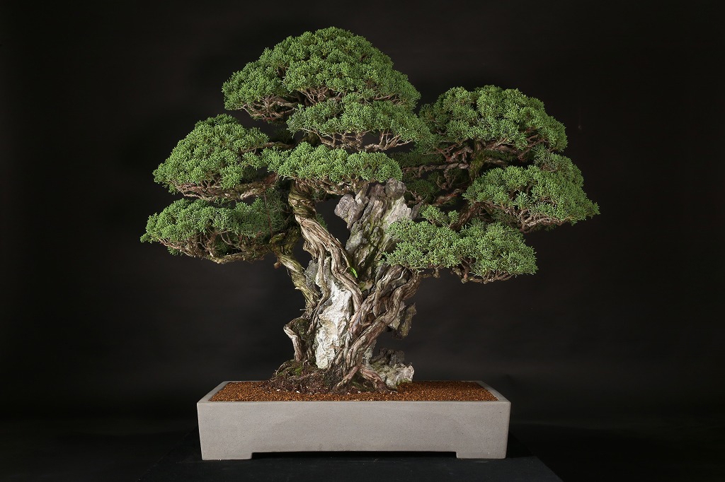 真柏石付 約70年 | 雨竹亭オンラインショップ