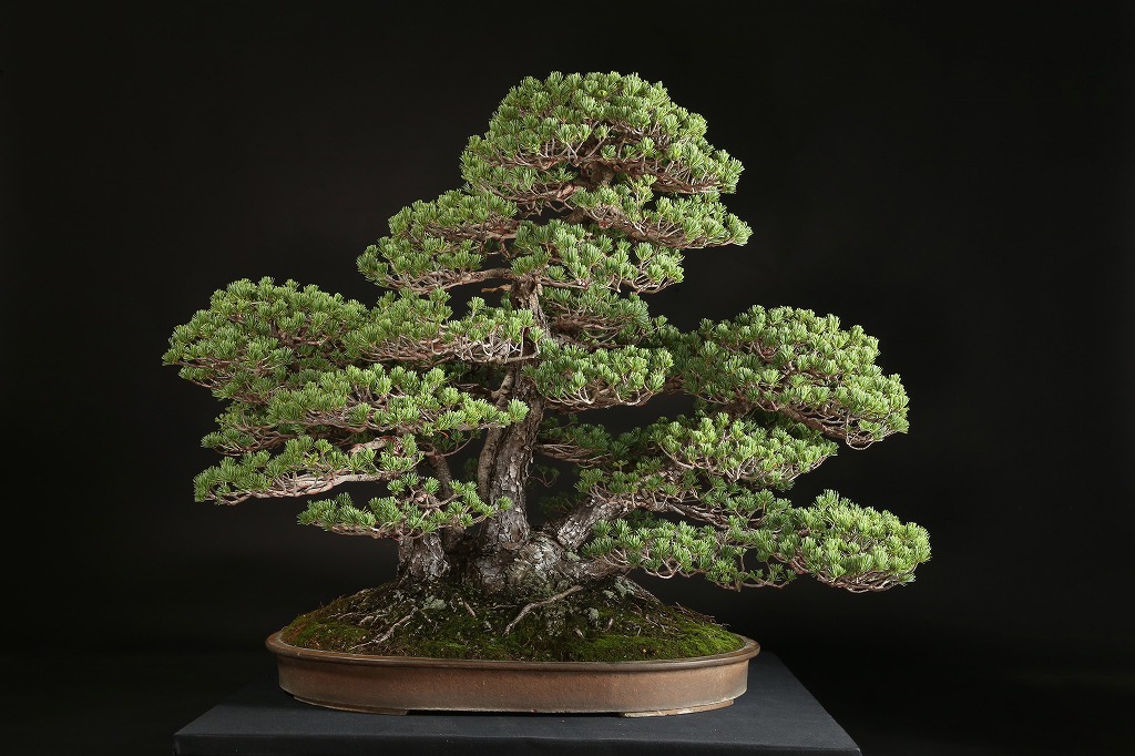 五葉松稀少種「茶臼」約80年 | 雨竹亭オンラインショップ