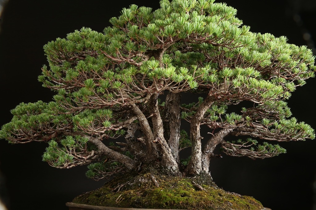 五葉松稀少種「茶臼」約80年 | 雨竹亭オンラインショップ