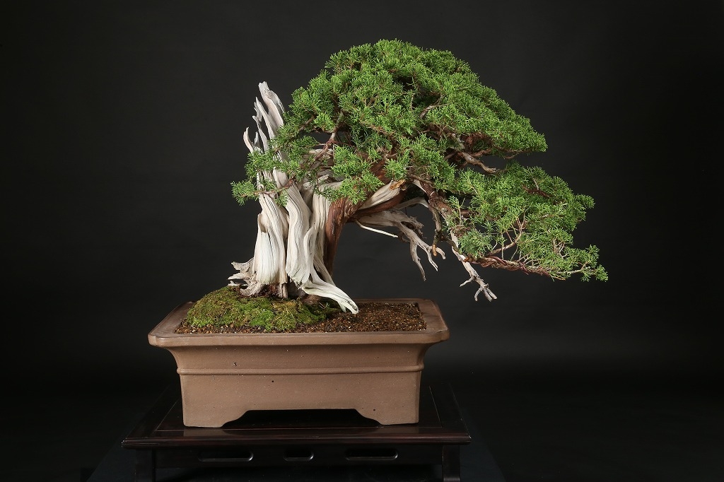 真柏 約200年 | 雨竹亭オンラインショップ