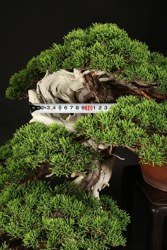 真柏 約120年 | 雨竹亭オンラインショップ