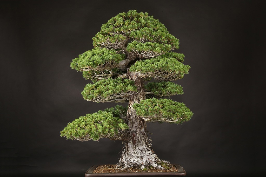 五葉松(瑞祥) 約60年 | 雨竹亭オンラインショップ