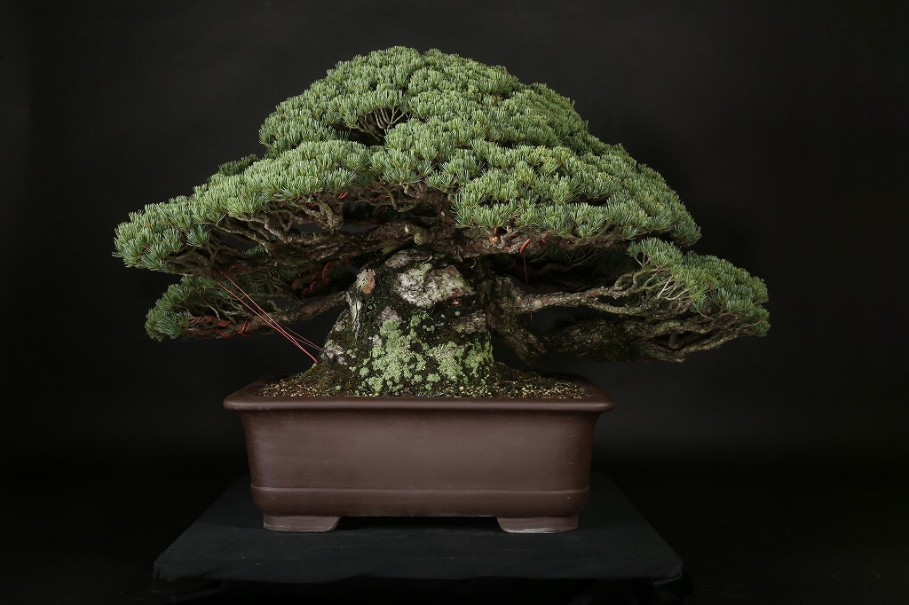 五葉松 約150年 | 雨竹亭オンラインショップ