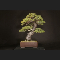 盆栽内の商品一覧 | 雨竹亭オンラインショップ