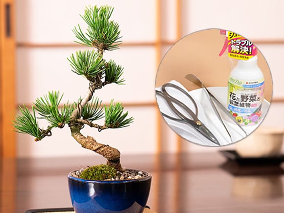和の贈り物 ミニ五葉松の盆栽とはじめての道具セットを販売｜はじめる