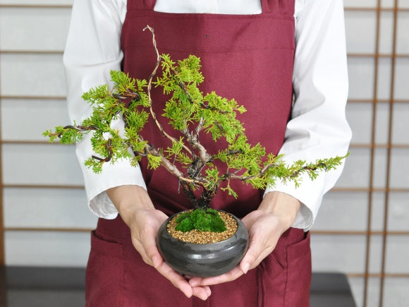 真柏の盆栽 信楽焼金彩丸鉢を販売｜入門は盆栽妙 – 盆栽妙 本店