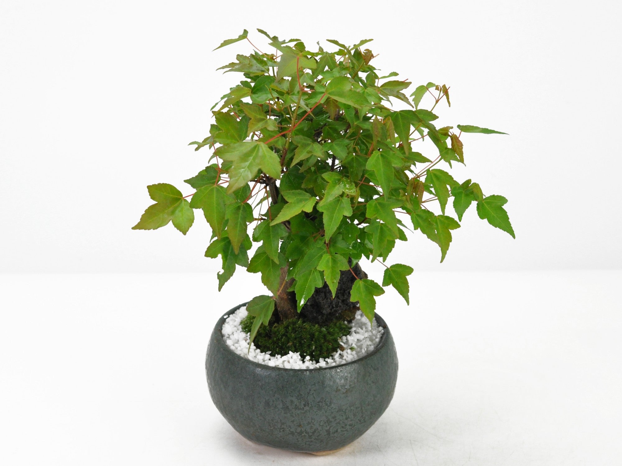 石付き楓の盆栽の販売｜盆栽妙 – 盆栽妙 本店