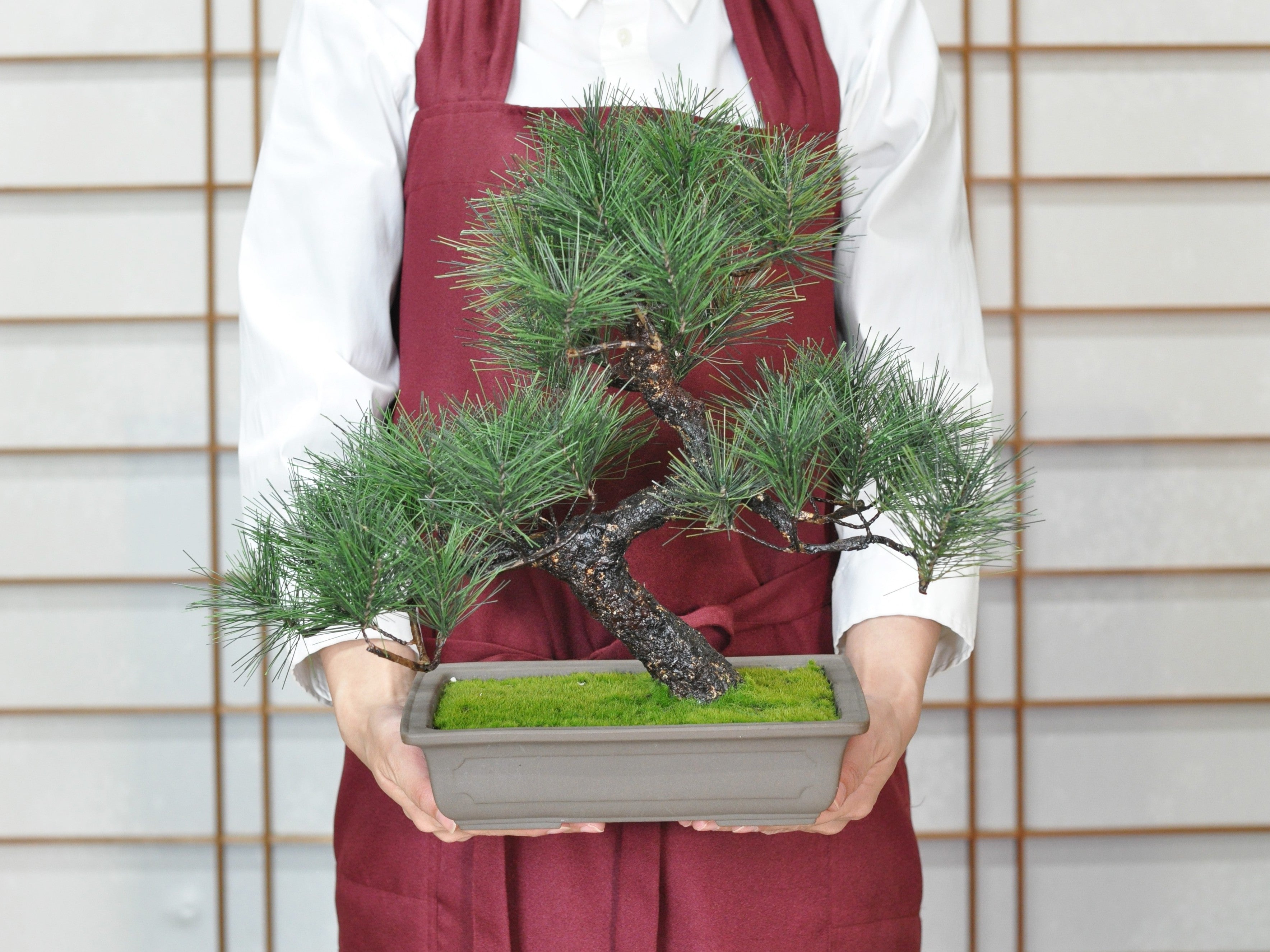 造花盆栽 松 大サイズの販売｜盆栽妙 – 盆栽妙 本店