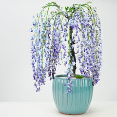 藤(1才藤)の盆栽を販売｜入門は盆栽妙 – 盆栽妙 本店