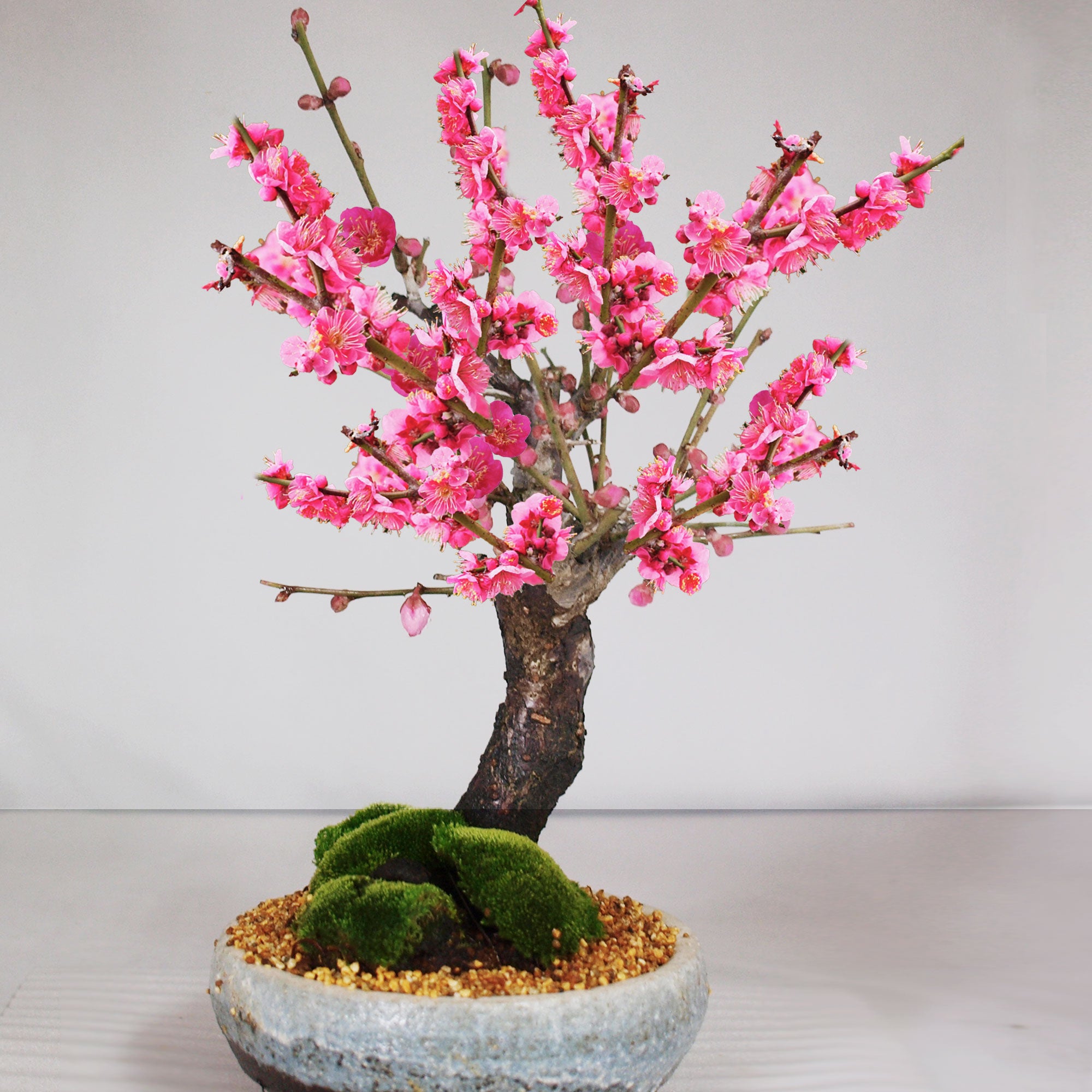 紅梅 大盃 信楽鉄鉢の盆栽を販売｜入門は盆栽妙 – 盆栽妙 本店