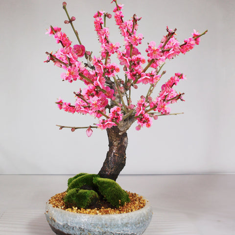 801.夢陶 赤鉄釉雲足木瓜 盆栽鉢 植木鉢 7.8*6.3*3cm 801.夢陶 赤鉄釉