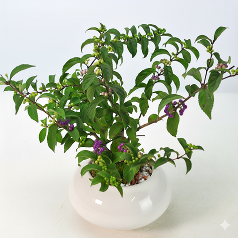 紫式部 紫の実のなる盆栽の盆栽を販売｜入門は盆栽妙 – 盆栽妙 本店