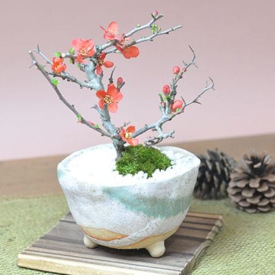 開店祝い・開業祝いにプレゼントする盆栽の販売｜盆栽妙 – 盆栽妙 本店