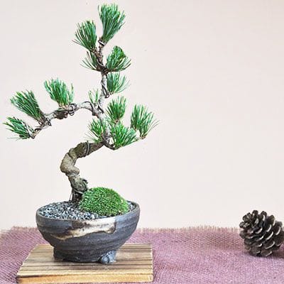 盆栽鉢 松皮盆栽鉢手作り盆栽鉢希少植木鉢山野草鉢3つ足25cm木肌作り