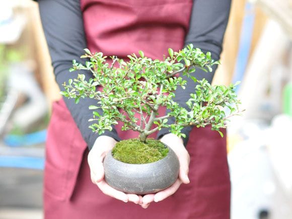 枝振りの良い特選長寿梅 金彩丸鉢の盆栽を販売｜入門は盆栽妙 – 盆栽妙