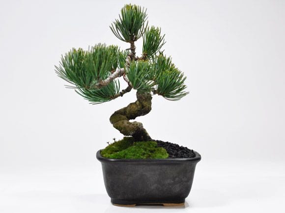 激安 お試し盆栽 五葉松の盆栽を販売｜入門は盆栽妙 – 盆栽妙 本店