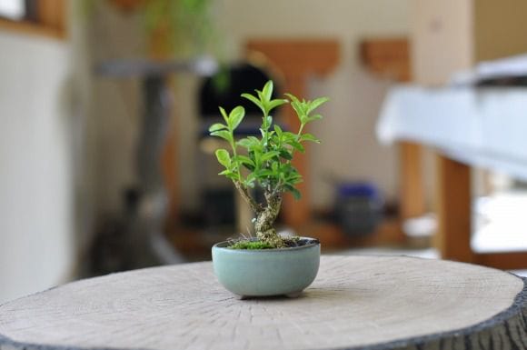 烏泥(ウデイ) 長方鉢 【盆栽鉢】【6号】【常滑焼】を販売｜初心者は