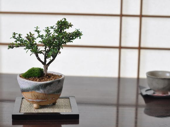 ミニ鉢、盆栽鉢、盆栽小鉢、鉢、植木鉢、山野草鉢、蘭鉢、盆栽 ミニ鉢