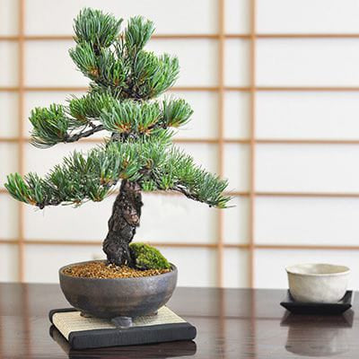 庭木 盆栽 五葉松 ごようまつ 10号鉢 五葉松 ゴヨウマツ 盆栽」の