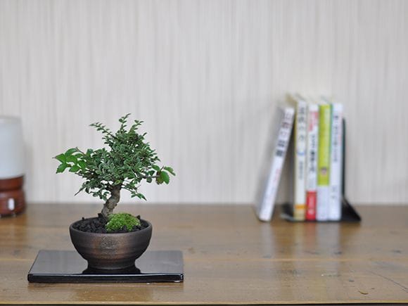 金芽八房けやき 欅の盆栽を販売｜盆栽妙 – 盆栽妙 本店