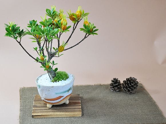 クチナシ(梔子) 不思議な実のなる盆栽を販売｜ギフトを贈るなら盆栽妙