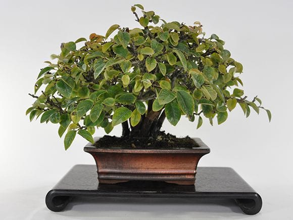 1322_1.jpg?v=1700497396&width=1946