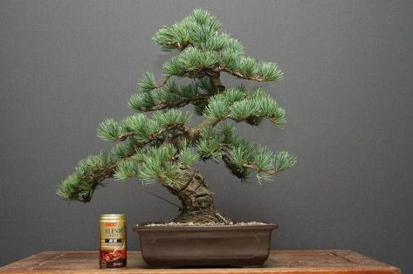 宮島五葉松 中品盆栽 樹齢25年の一点物盆栽を販売｜盆栽妙 – 盆栽妙 本店